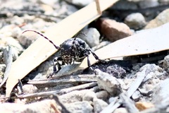 Penthea vermicularia
