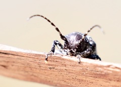 Penthea vermicularia