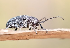 Penthea vermicularia