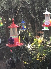 Chrysuronia versicolor