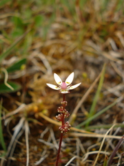 Micranthes foliolosa