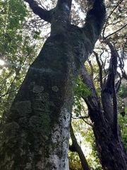 Beilschmiedia tawa