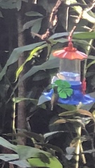 Chrysuronia versicolor