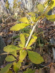 Berberis amurensis