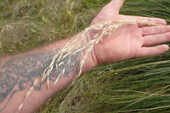 Chionochloa rigida rigida