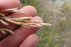 Chionochloa rigida rigida