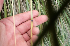 Chionochloa rigida rigida