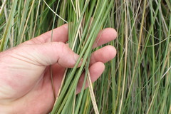 Chionochloa rigida rigida