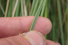 Chionochloa rigida rigida