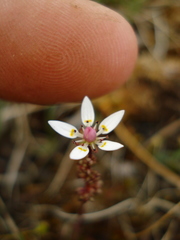 Micranthes foliolosa