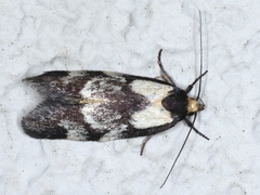 Palimmeces leucopelta
