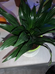 Dracaena fragrans compacta