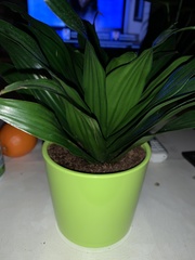 Dracaena fragrans compacta