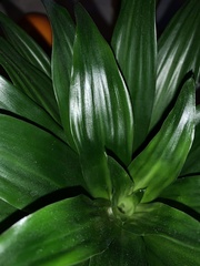 Dracaena fragrans compacta