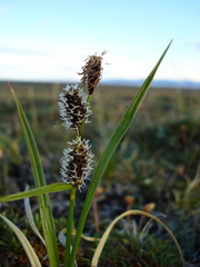 Carex membranacea