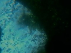 Euglena