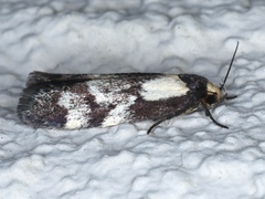 Palimmeces leucopelta