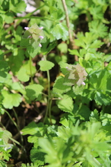 Lamium purpureum purpureum