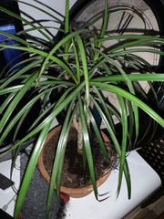Dracaena reflexa angustifolia