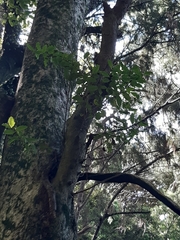 Syzygium maire