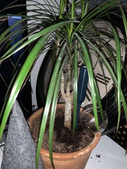 Dracaena reflexa angustifolia