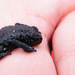 Eastern Tepui Rocket Frog - Photo (c) Adalberto Jose Perez Lopez, some rights reserved (CC BY)