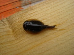 Lepidurus arcticus