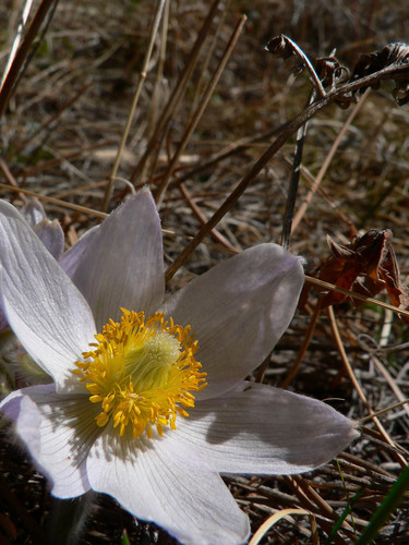 eastern pasqueflower