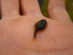 Lepidurus arcticus