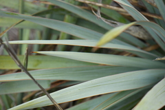 Yucca pallida