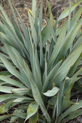 Yucca pallida