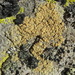 Granite-speck Rim Lichen - Photo (c) Jason Hollinger, some rights reserved (CC BY)