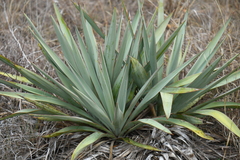 Yucca pallida