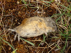 Lemmus trimucronatus