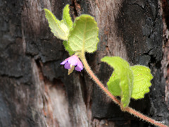 Tremandra stelligera