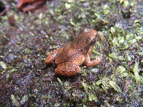 Degranville's Rocket Frog