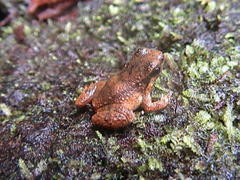 Degranville's Rocket Frog photo 2