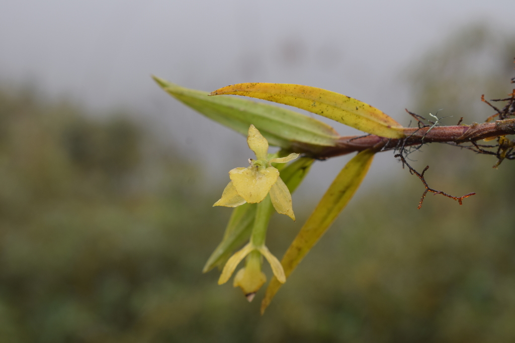 Epidendrum cardenasii Hágsater