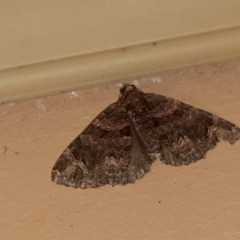 Hammaptera improbaria