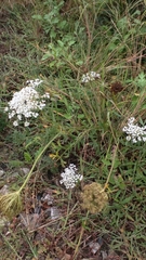 Daucus carota