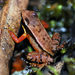Kaie Rock Frog - Photo Godfrey R. Bourne, no known copyright restrictions (public domain)