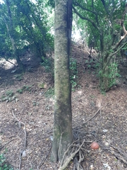 Syzygium maire