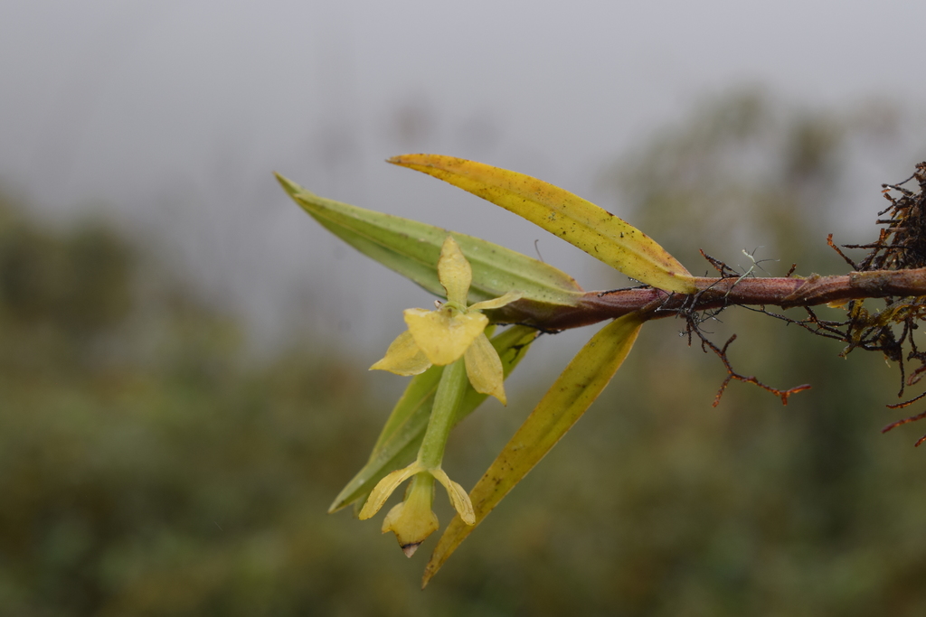 Epidendrum cardenasii Hágsater 2
