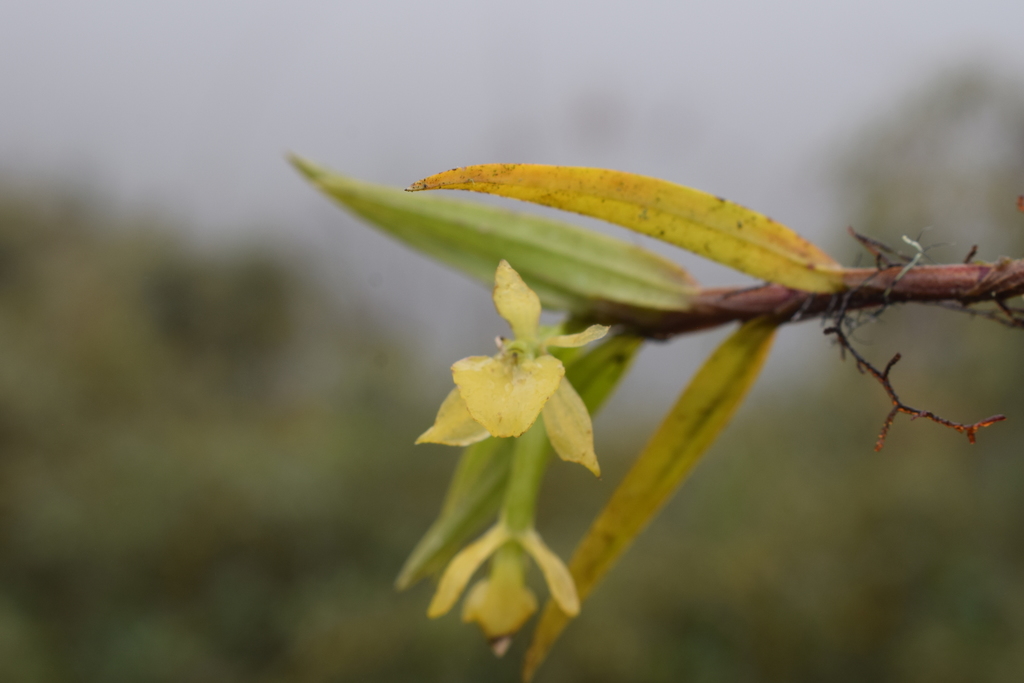 Epidendrum cardenasii Hágsater 3