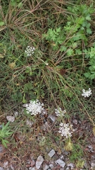 Daucus carota