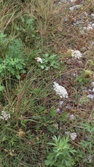 Daucus carota