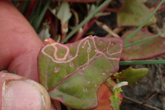 Liriomyza chenopodii