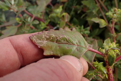 Liriomyza chenopodii