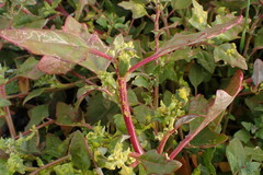 Liriomyza chenopodii
