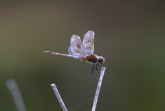 Brachymesia